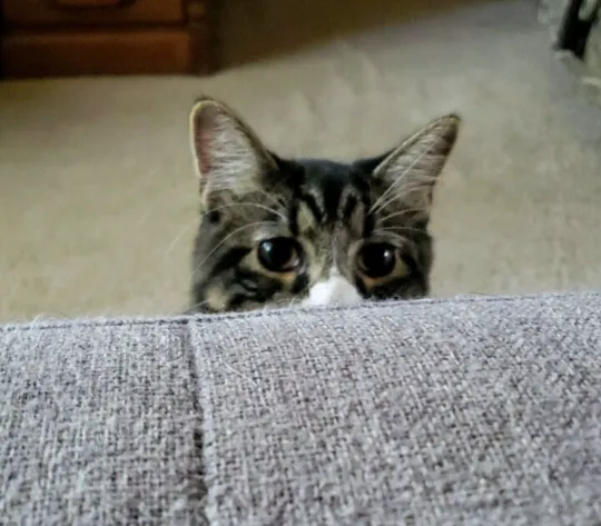 Cat Toy Mystery Box- Mystery Box of Cat Toys- Toys for Cats- Catnip Infused Toys- Cat Toys