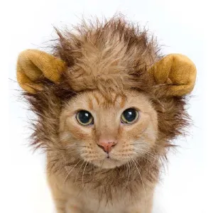Funny Warm Themed Cat's Hat