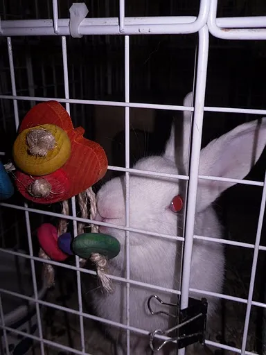Octopus Rabbit Toy