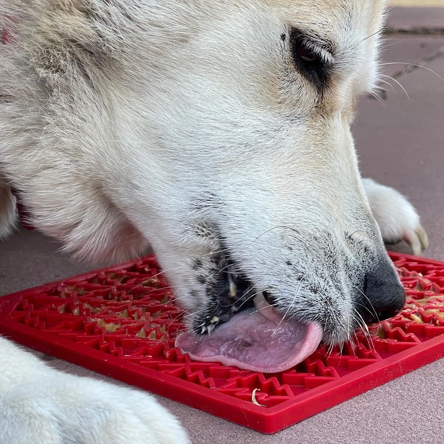 Soda Pup Holiday Enrichment Lick Mat